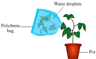 Draw a labelled diagram to show that transpiration occurs from leaves. How does transpiration ...