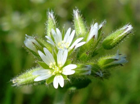 Cerastium glomeratum (Clammy Chickweed, Sticky Chickweed, Sticky Mouse-ear Chickweed) | North ...