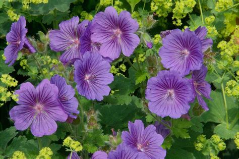 How to grow hardy geraniums | Hardy geranium, Geraniums, Long lasting flower