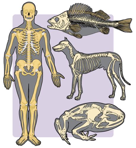 Vertebrate Characteristics ( Read ) | Biology | CK-12 Foundation