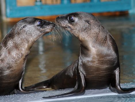 Orphaned California Sea Lion Pups Find a Home at Brookfield Zoo - ZooBorns