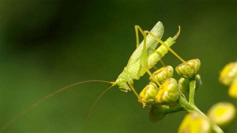 How many eyes does a grasshopper have? | Ask.com | Grasshopper, Eyes, Many