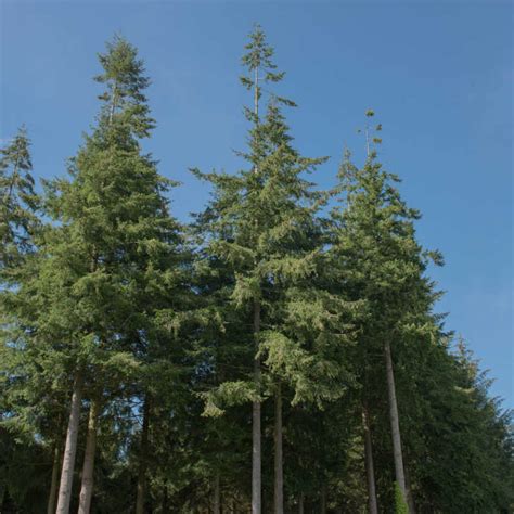 Seeds of Sitka Spruce - PICEA SITCHENSIS - The Original Garden