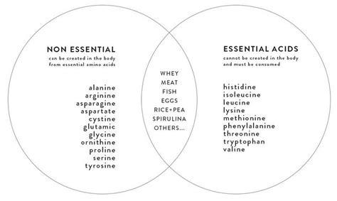 What Are the 9 Essential Amino Acids That Every Human Needs?