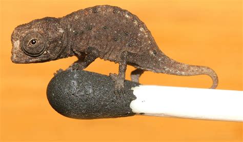 World's smallest reptile? - The San Diego Union-Tribune