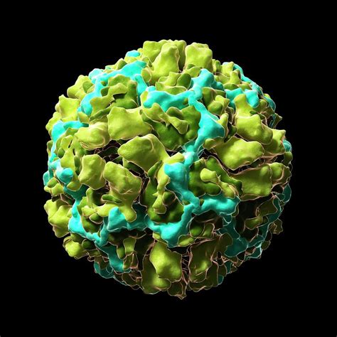 Human Rhinovirus 16 Photograph by Sciepro/science Photo Library - Pixels