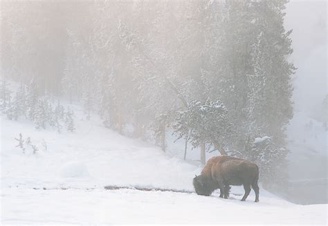 Winter’s Robe by Gary Crandall – Wild Spirits Art Gallery in Estes Park