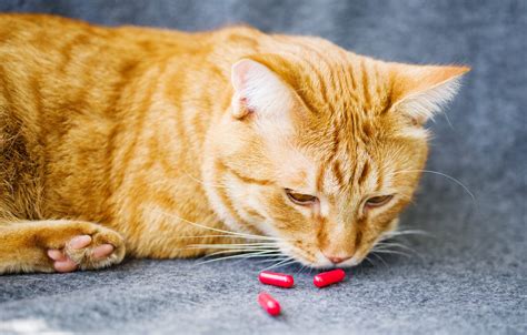 How to Give a Cat a Pill—And Get Your Cat to Swallow It | Trusted Since 1922