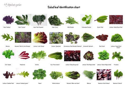Colorful Salad Greens Chart