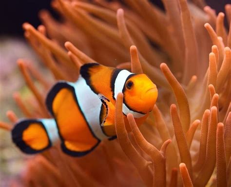 Clownfish | The Great 8 | Southern Great Barrier Reef