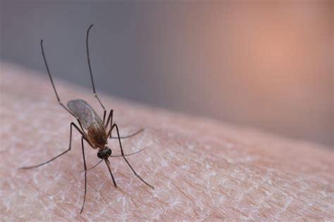 Mosquito Bites: 10 Reasons You Get Bitten | The Healthy