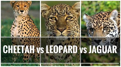 difference between cheetah, leopard and jaguar Big Cats Pinterest Big ...