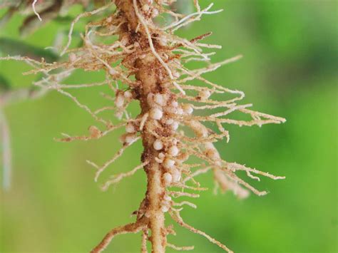 How to Identify, Control, and Deal With Root-Knot Nematodes
