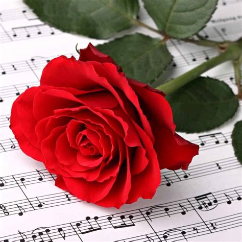 The BEST Romantic Song Lyrics - Love Songs That You'll Want To Share ...