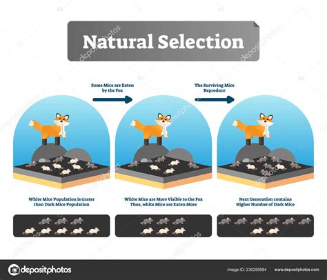 Natural Selection Examples In Humans