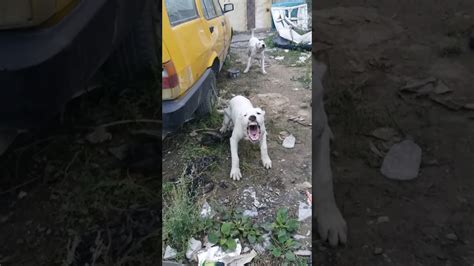 Dogo argentino attack!!! - YouTube