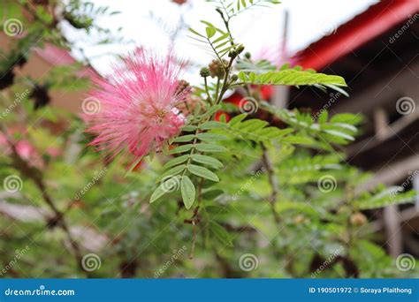 Samanea Saman Pink Flower Blooming on Tree Closeup in the Garden. Stock Photo - Image of leaves ...