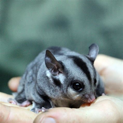 Baby Sugar Gliders! - Rainforestation Nature Park