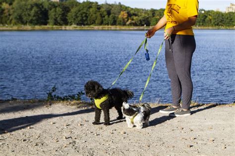 Woman Saves Man and Dog from Drowning at Reservoir - The Heights