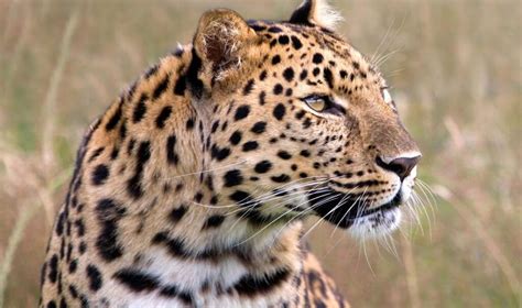 Amur leopard | Species facts, Conservation - BigCatsWildCats