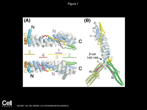 The Structure of the β-Catenin/E-Cadherin Complex and the Molecular Basis of Diverse Ligand ...