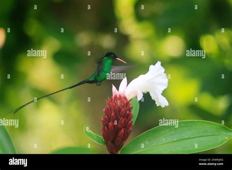 A Doctor Bird or Wimpelschwanz (Trochilus polytmus), Hummingbird ...