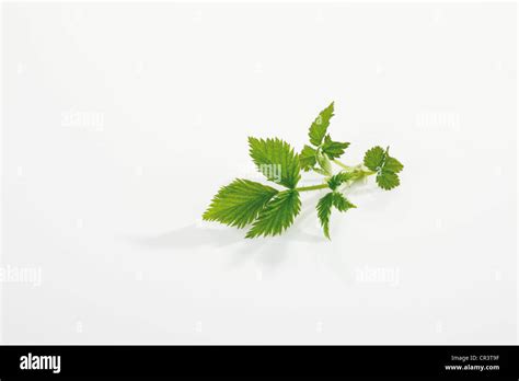 Leaves of Raspberry (Rubus idaeus Stock Photo - Alamy