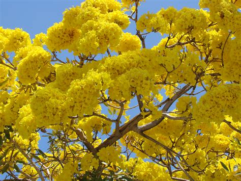 Tree With Yellow Flowers Florida : Tabebuia, Buy in Miami, Kendall, Ft Lauderdale, Hollywood, FL ...