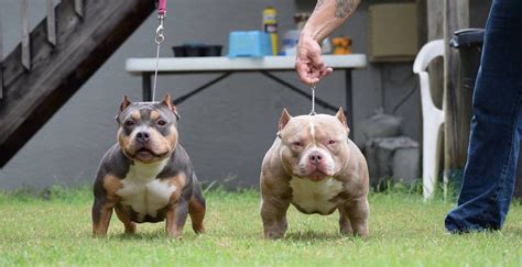 THE BEST POCKET AMERICAN BULLY BREEDERS – Texas Size Bullies | Home of ...