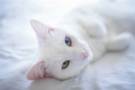 Heterochromia White Cat On Bed by By Dornveek Markkstyrn