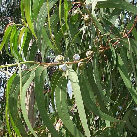 200 Eucalyptus globulus fresh Leaves cuttings Eucalyptus | Etsy