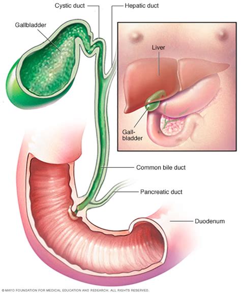 Gallbladder and bile duct - Mayo Clinic