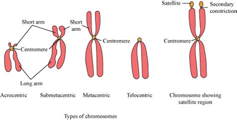 Important Notes For NEET Biology - Chromosome Structure