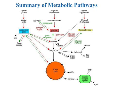 PPT - Summary of Metabolic Pathways PowerPoint Presentation, free download - ID:5627861