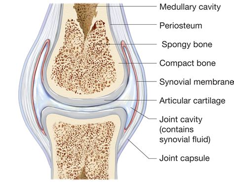 JOINTS | Synovial joint, Joint, Bones and muscles