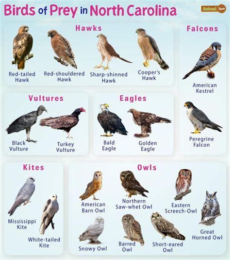 Birds of Prey in North Carolina – Facts, List, Pictures