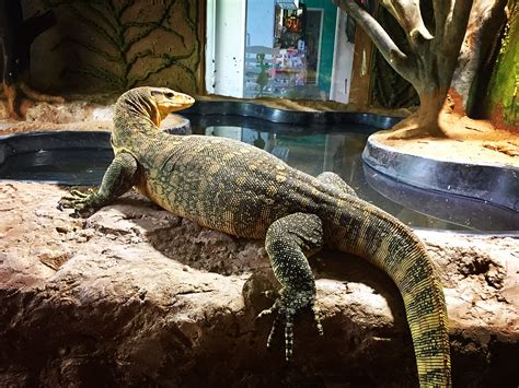 Sidney, my Asian Water Monitor Reptile House, Reptile Room, Reptile ...