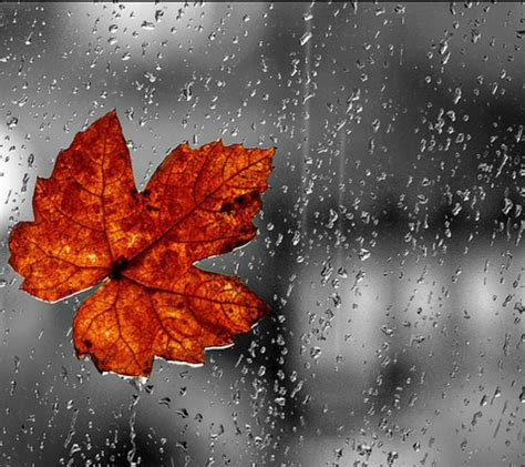 Rainy Days In Autumn Wallpapers - Wallpaper Cave