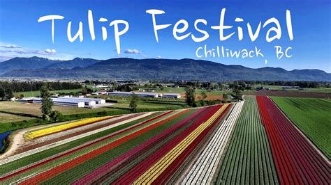 Tulip Festival - Chilliwack, BC - YouTube