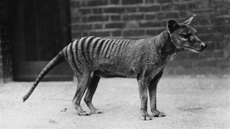 Tasmanian Tigers Are Extinct. Why Do People Keep Seeing Them? - The New ...