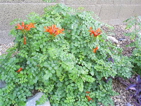 Brad's Tropical Paradise: Cape Honeysuckle in bloom in Arizona