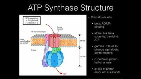 ATP Synthase: Mechanism of ATP Synthesis - YouTube