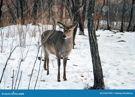 Wild Deer in Winter Forest. Stock Photo - Image of forest, outdoors: 62437594