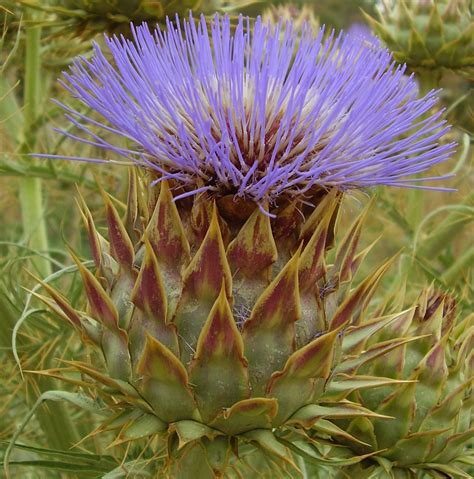 File:Artichoke thistle open flower para hills south australia.jpg ...