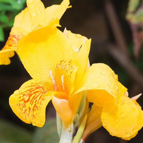 Canna Flower Seeds - Tropical Series: Yellow - 100 Seeds - Annual ...