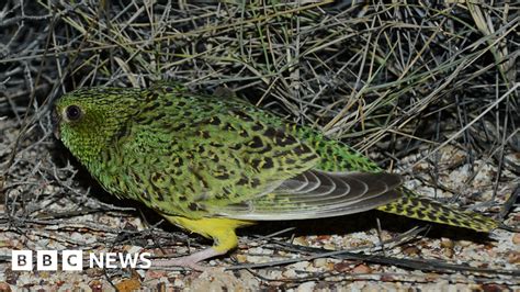 Elusive night parrot found in South Australia, ecologists say