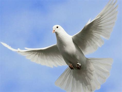 beautiful birds flying in the sky - Pesquisa Google | BIRDS | Pinterest | Beautiful birds and Bird