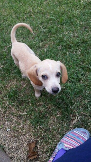 Puppy!!! Beagle/dachshund mix Dachshund Mix, Beagle, Fur Babies, Labrador Retriever, Puppies ...