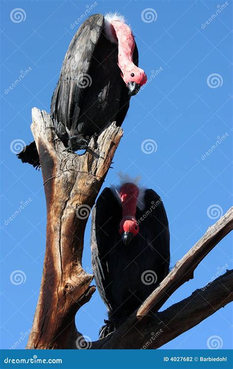 Birds on a branch stock photo. Image of pretty, stunning - 4027682