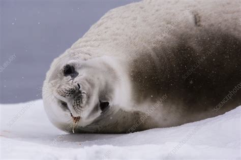 Crabeater seal - Stock Image - C054/4358 - Science Photo Library